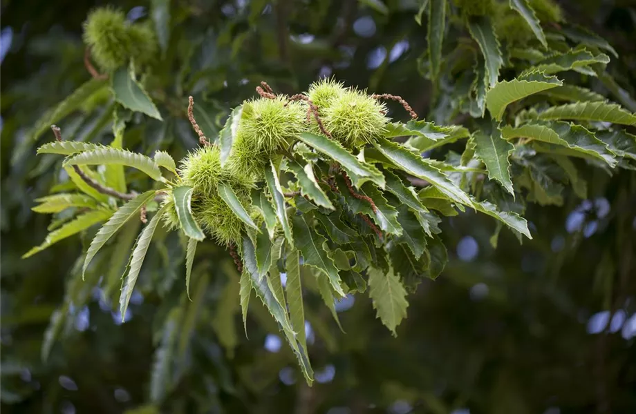 Rund um die Kastanie  Rund um die Kastanie