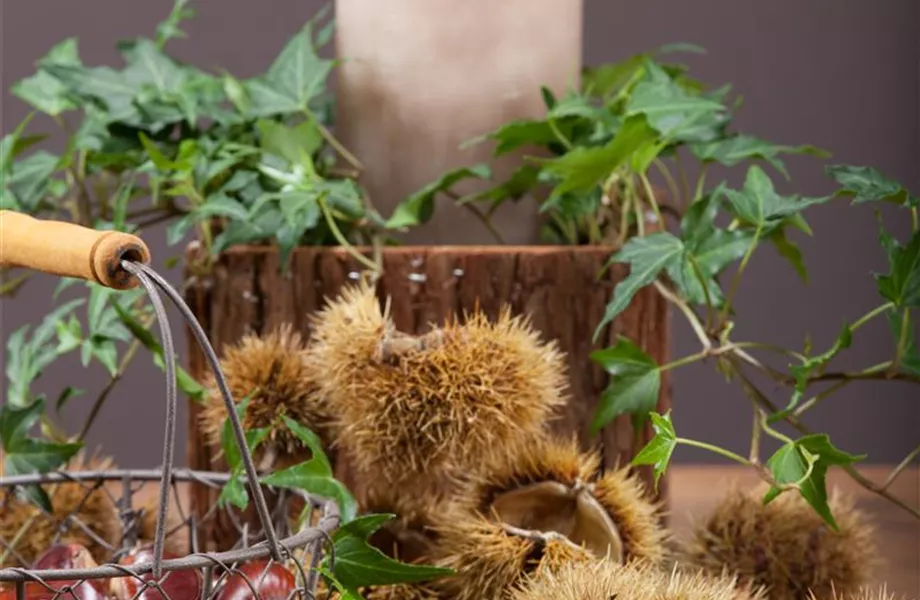 Rund um die Kastanie  Rund um die Kastanie