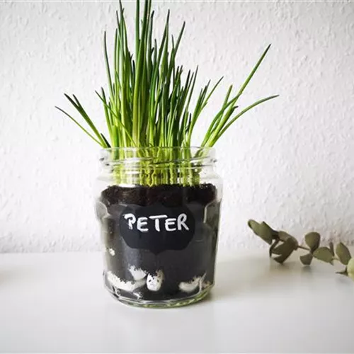 Küchenkräuter im Glas