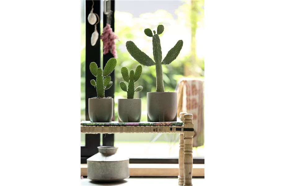 Pflanze des Monats August 2026: Kaktus