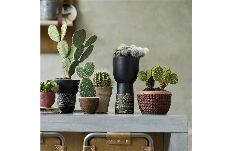 Pflanze des Monats August 2026: Kaktus