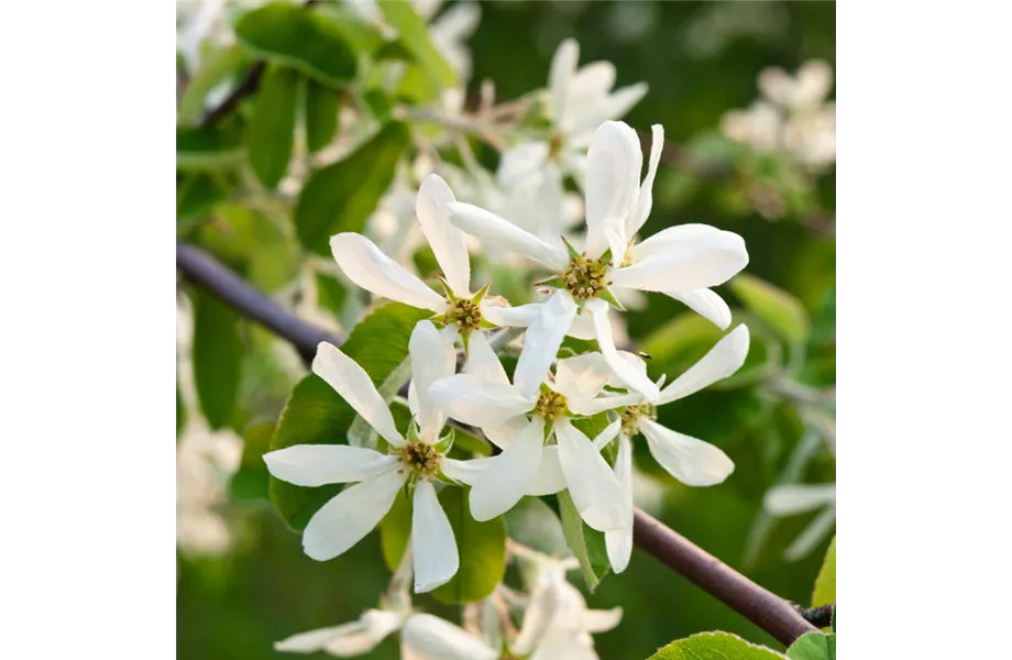 Indian Summer in heimischen Gärten Indian Summer in heimischen Gärten