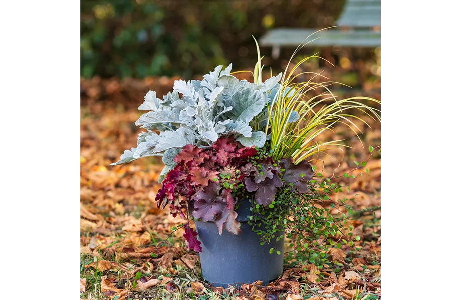 Indian Summer in heimischen Gärten Indian Summer in heimischen Gärten