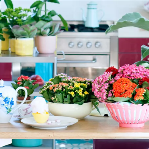 Pflanze des Monats Juni 2024: Kalanchoe