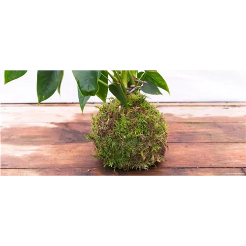 Kokedama