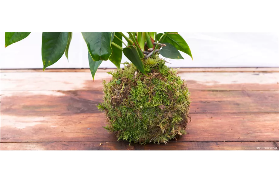 Kokedama