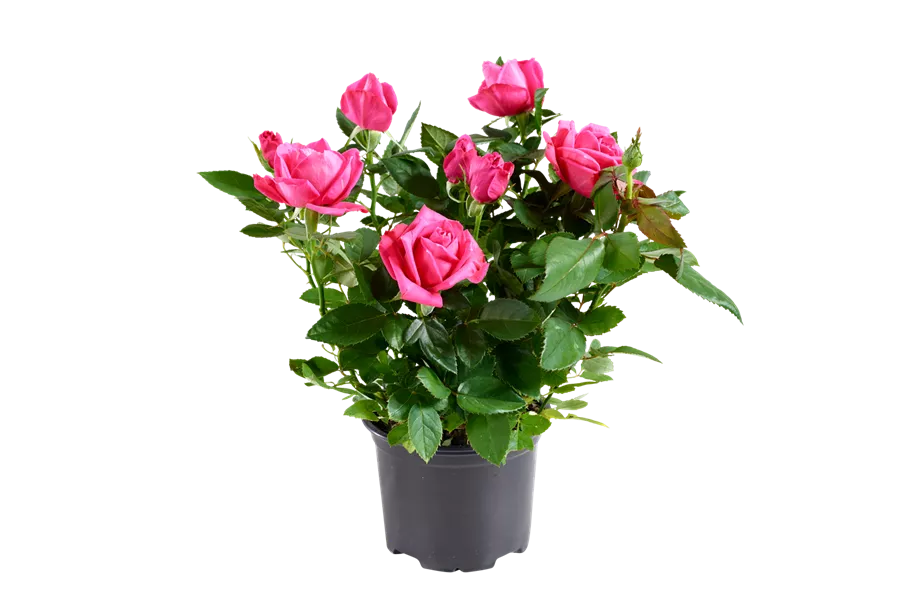 Pflanze des Monats Mai 2026: Topfrose