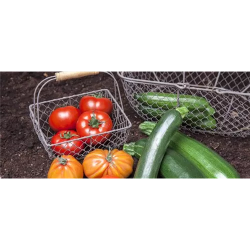 Erste Schritte in Richtung Gemüsegarten