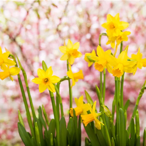 Frühjahrsblumen und ihre Pflege