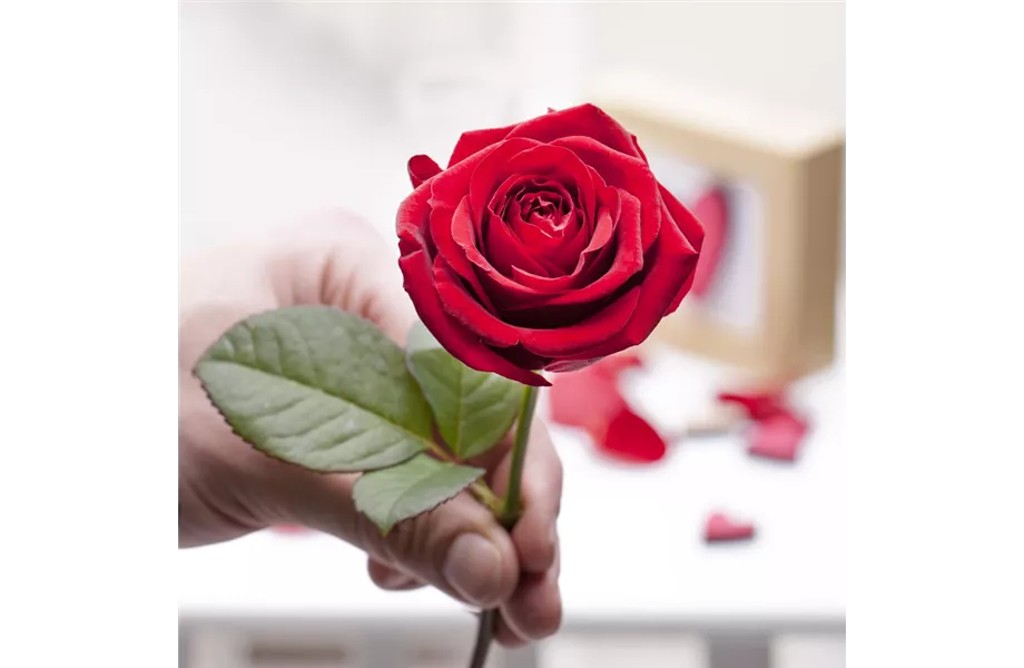 Valentinstag, der Tag der Liebe